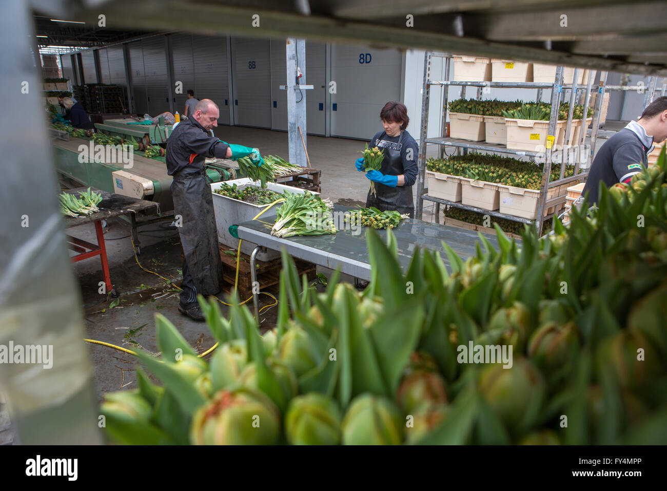 Verarbeitung von Tulpen nach der Ernte. Die meisten Arbeiter sind polnische. Stockfoto