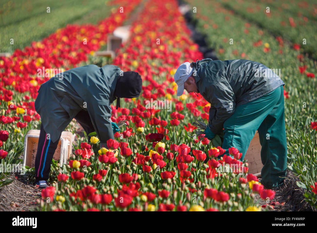 Tulpe, die Ernte von polnischen Arbeitnehmern in den Niederlanden. Die meisten Tulpen sind für den Export gedacht. Stockfoto