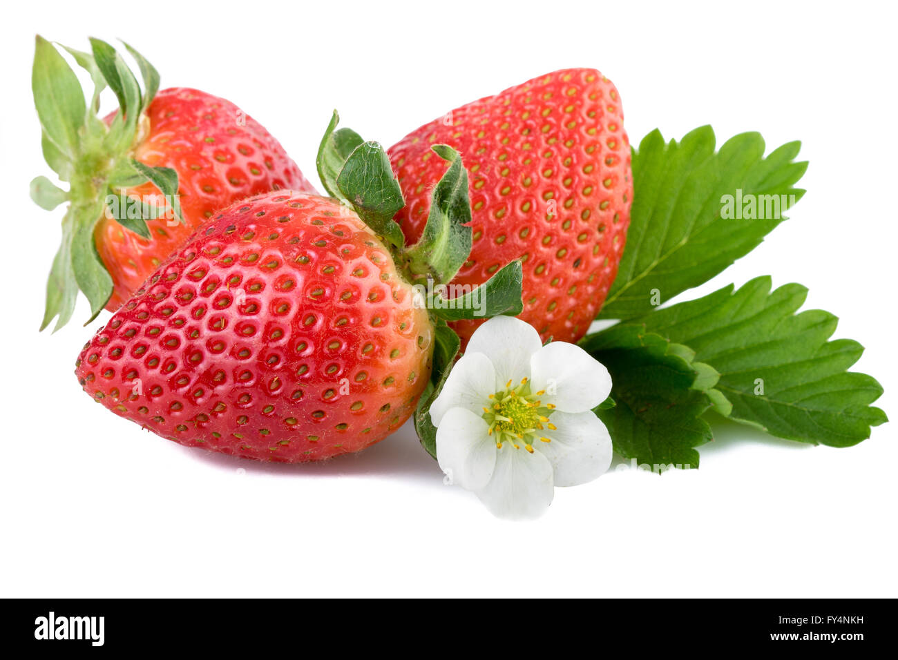 Erdbeere mit Blatt Closeup. Stockfoto