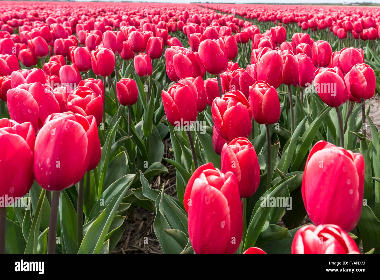 Tulpen und Hyazinthen im Frühjahr Stockfoto