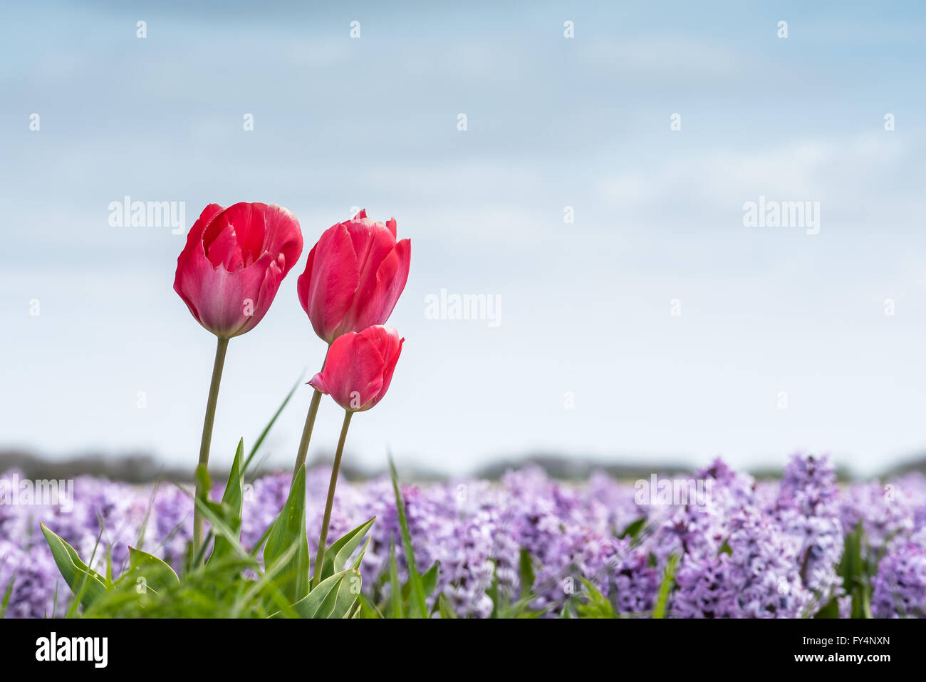 Tulpen und Hyazinthen im Frühjahr Stockfoto