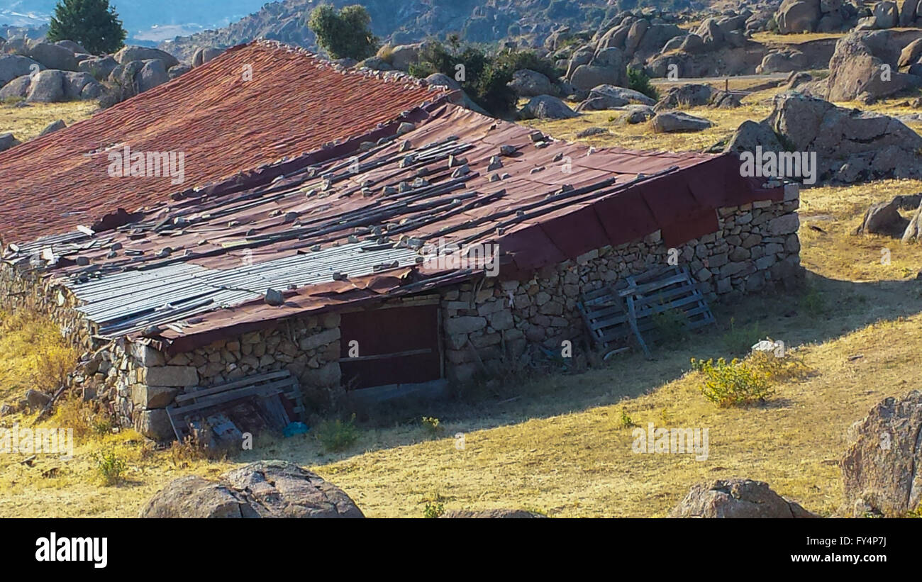 Haus-Rinder in den Bergen Stockfoto