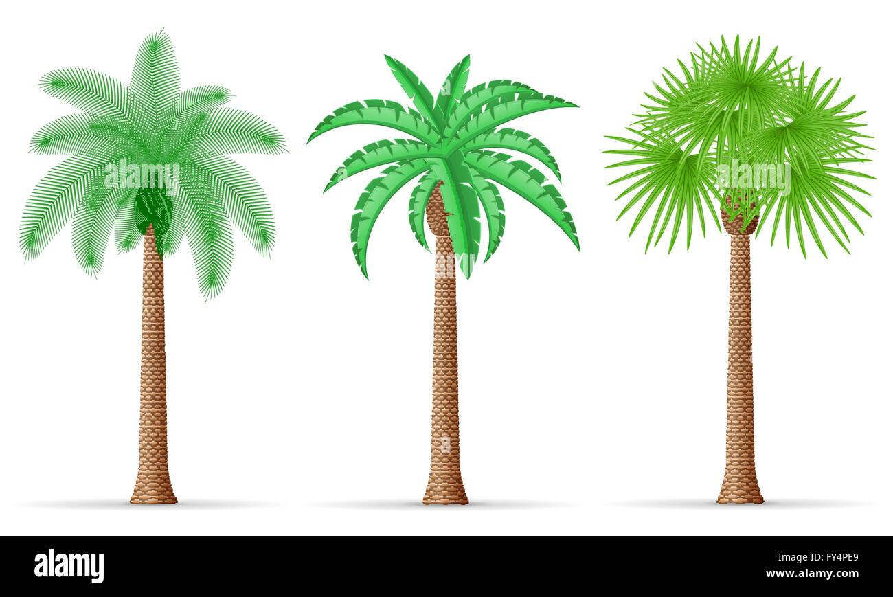 Palm-Baum-Vektor-Illustration isoliert auf weißem Hintergrund Stock Vektor