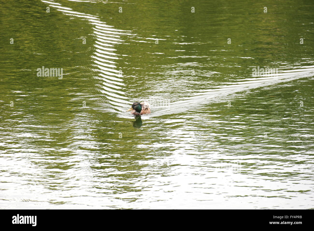 Eine männliche Stockente Schwimmen im Wasser, die Bugwelle produziert. Stockfoto