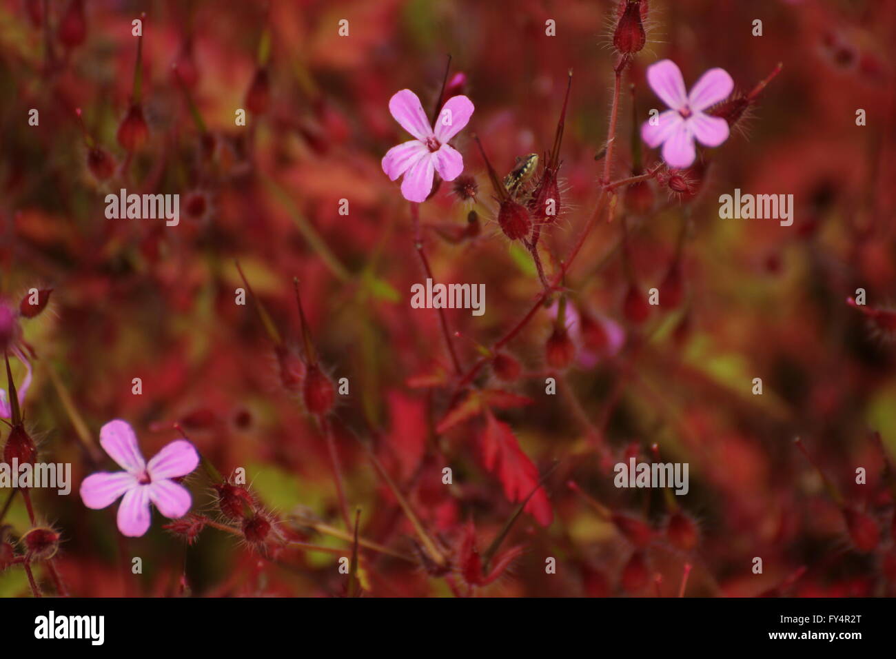 Hintergrund mit Geraniaceae Blüten und ihre rote Blätter. Stockfoto