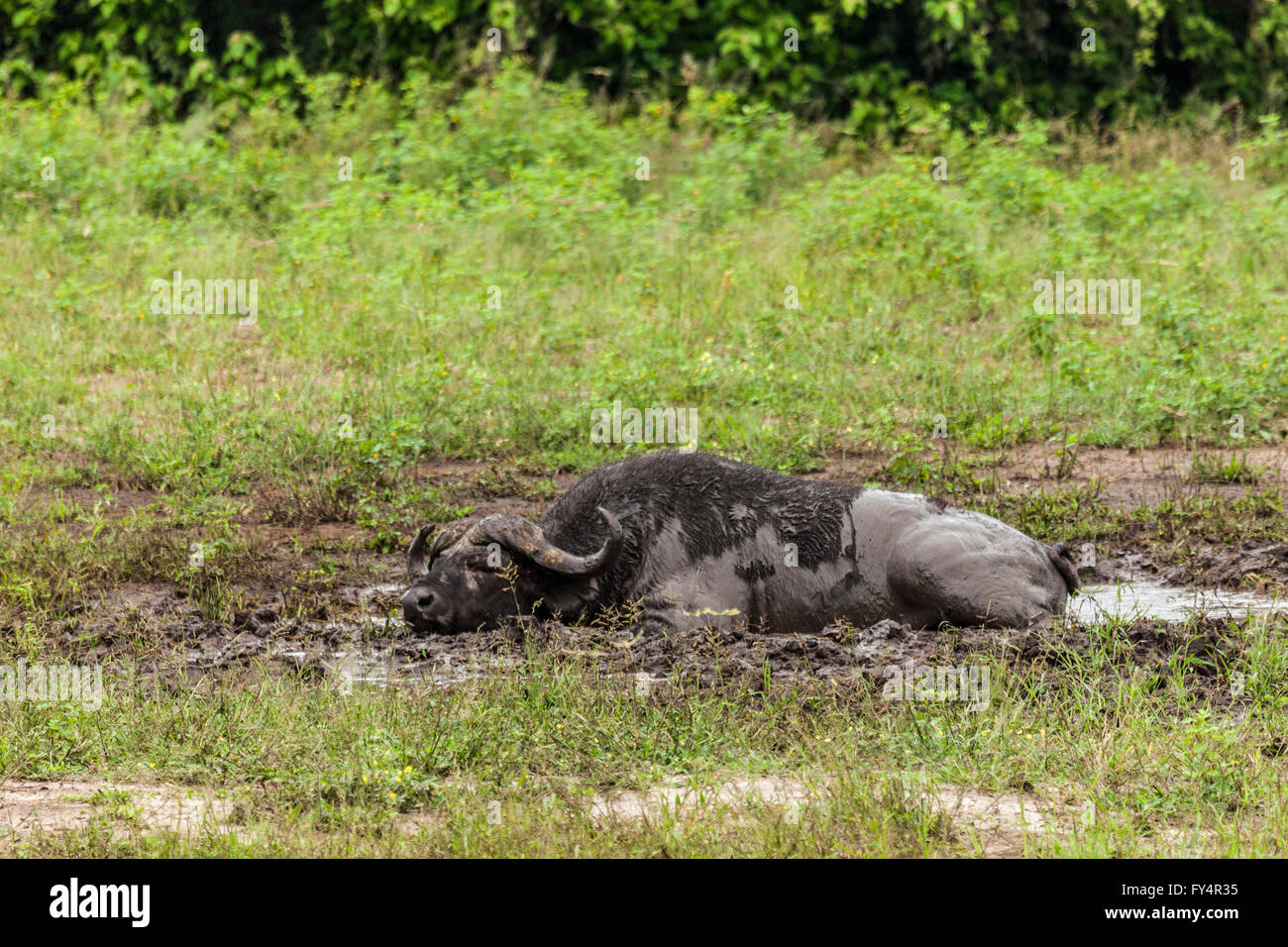Kaffernbüffel, aka Kaffernbüffel Syncerus Caffer, Rollen in ein Schlamm wälzen. Chobe Nationalpark, Botswana, Südafrika. Stockfoto