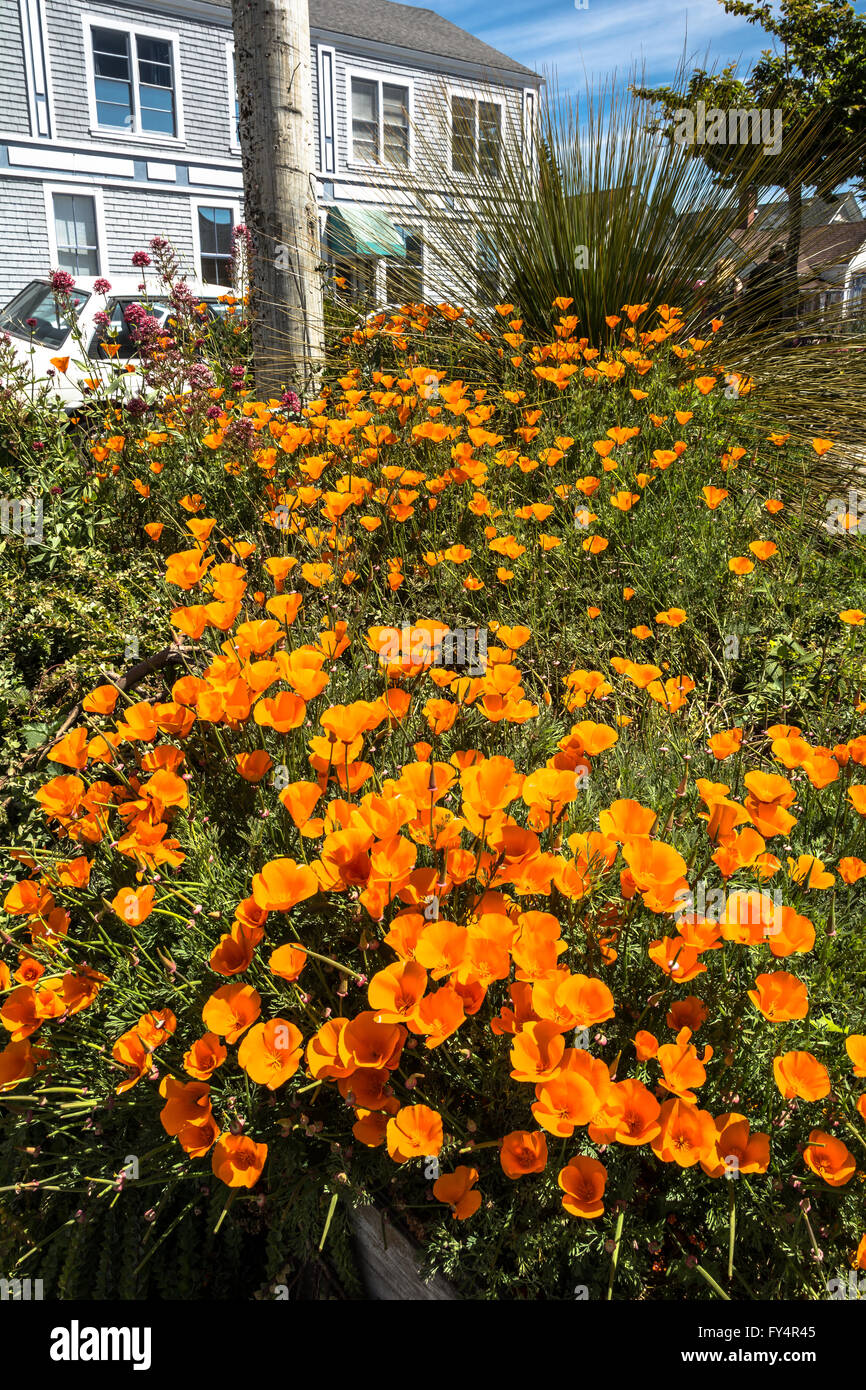 California Poppies in Mendocino, Kalifornien Stockfoto