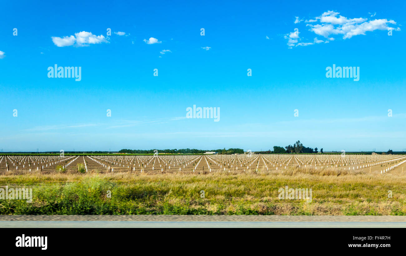 Eine neu gepflanzte Feld von Bäumen im California Central Valley in der Mitte Rekord Dürre April 2016 Stockfoto