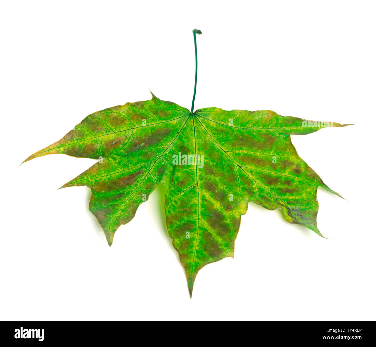 Multicolor Ahornblatt isoliert auf weißem Hintergrund Stockfoto