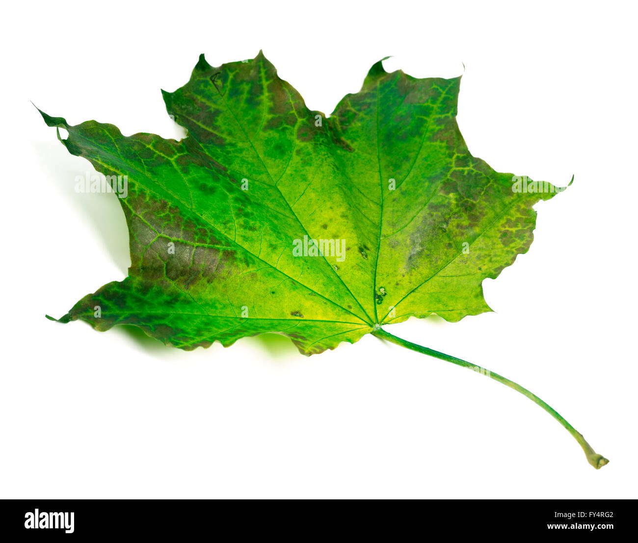 Ahornblatt isoliert auf weißem Hintergrund Stockfoto