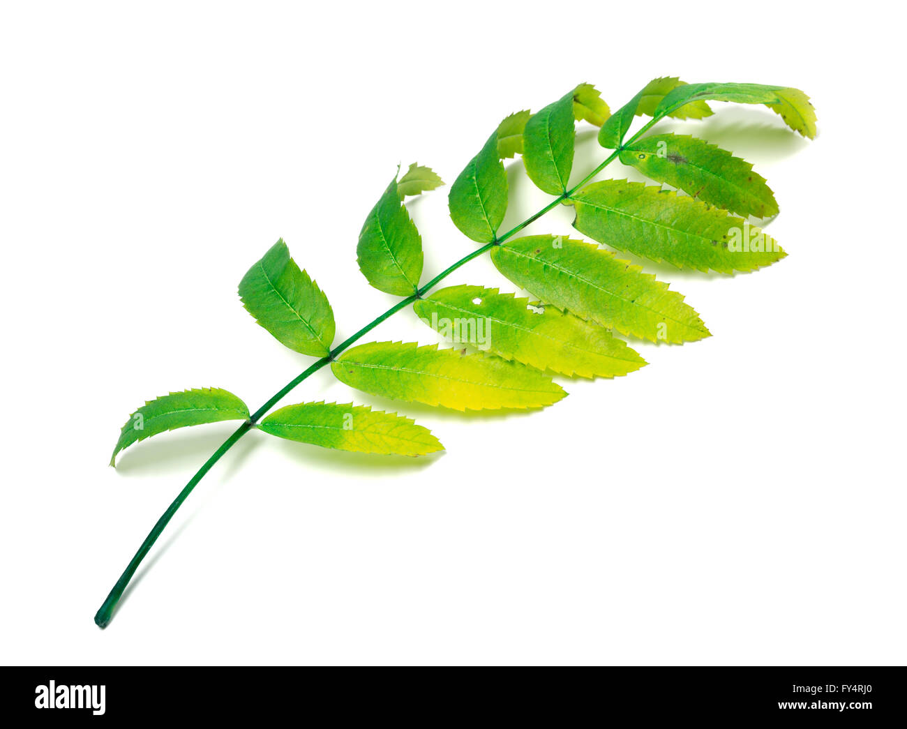 Multicolor Rowan Blatt isoliert auf weißem Hintergrund Stockfoto