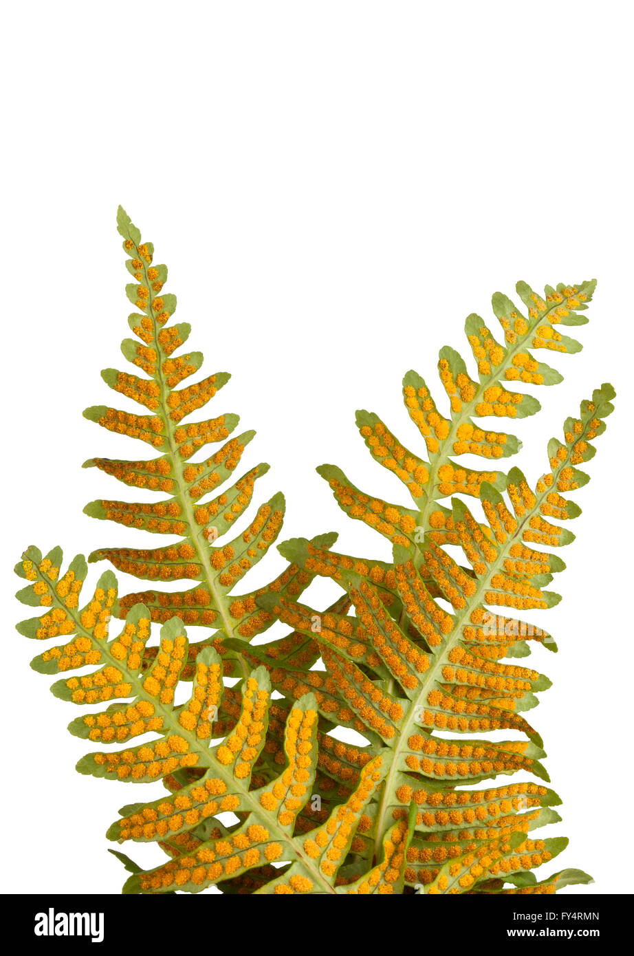 "Lakritz Farn polypodium Glycyrrhiza ''' vier Farnblätter, orange Punkte reproduktive Sporen Stockfoto