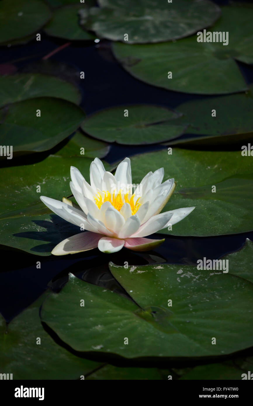 Nahaufnahme einer schönen geistige Frische Wildwasser Lilie (Seerose) hydrophilen Kraut Blüte und schwimmende Seerosen. Stockfoto