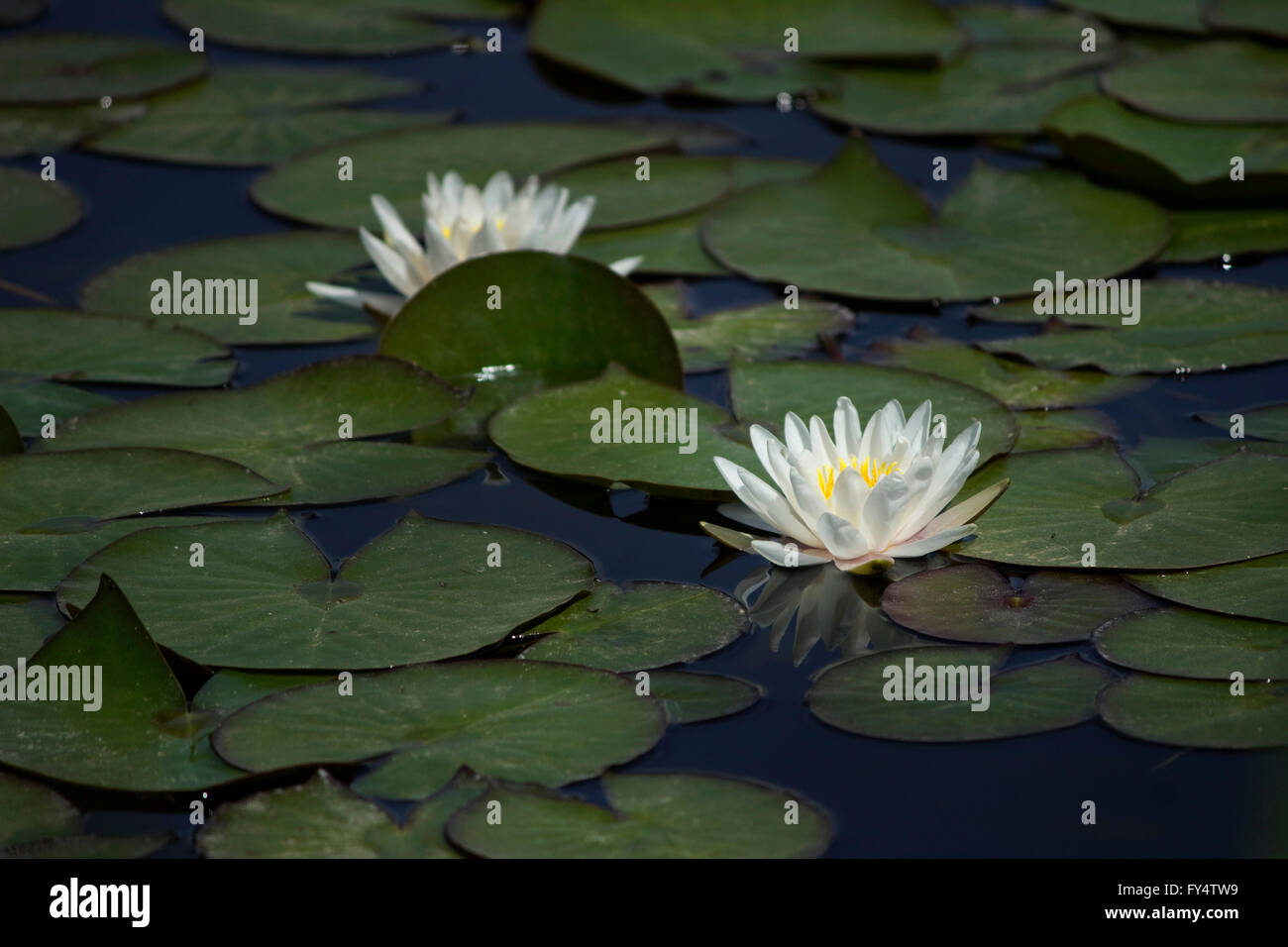 Seerose (Seerose), ein Seerosengewächse aquatische Kraut und schwimmende schöne grüne Seerosen (Blätter). Stockfoto