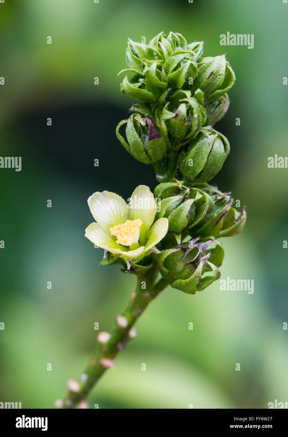 Kleine Blüten in tropischen Wald von Jamaika, Karibik. Stockfoto