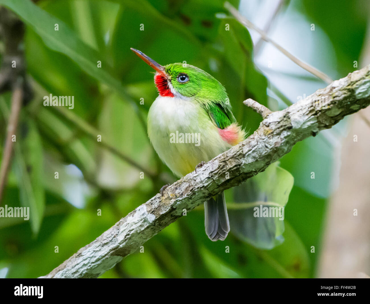 Eine endemische Art jamaikanische Tody (Todus Todus) thront auf einem Ast. Jamaika, Karibik. Stockfoto