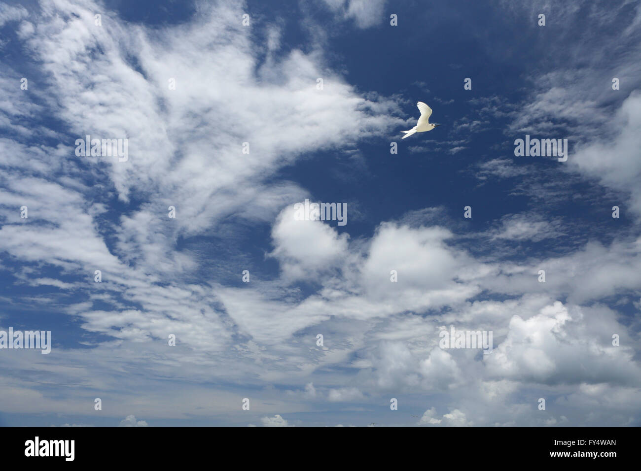 Weiße, flauschige Wolken und weißen Fee Tern Vogel in den blauen Himmel Stockfoto Weiße, flauschige Wolken und weißen Fee Tern Vogel in den blauen Himmel Stockfoto