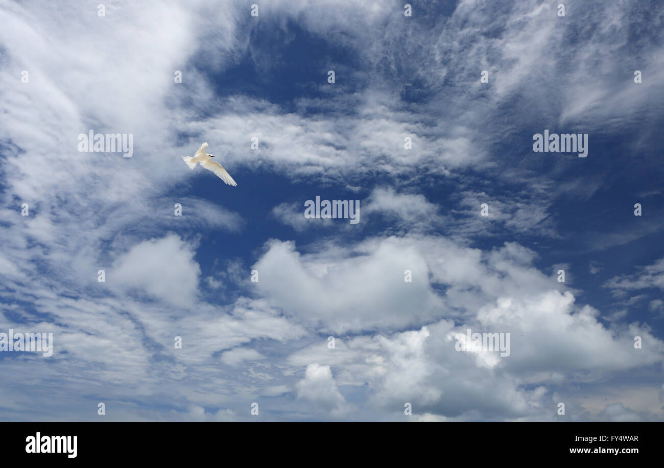 Weiße, flauschige Wolken und weißen Fee Tern Vogel in den blauen Himmel Stockfoto