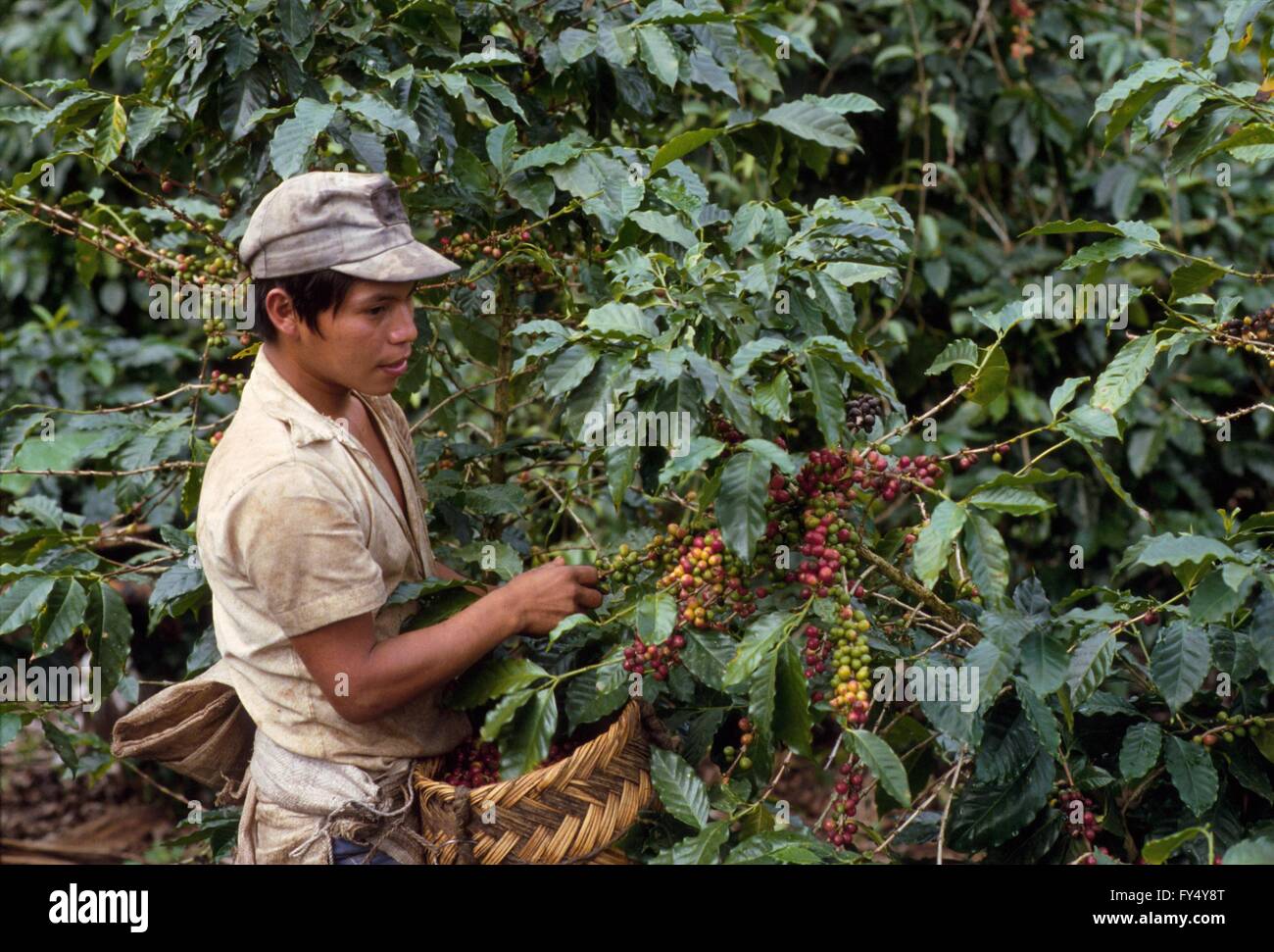 Nicaragua, Kaffeeernte in einer Plantage nördlich von Jinotega während des Bürgerkriegs (Januar 1988) Stockfoto