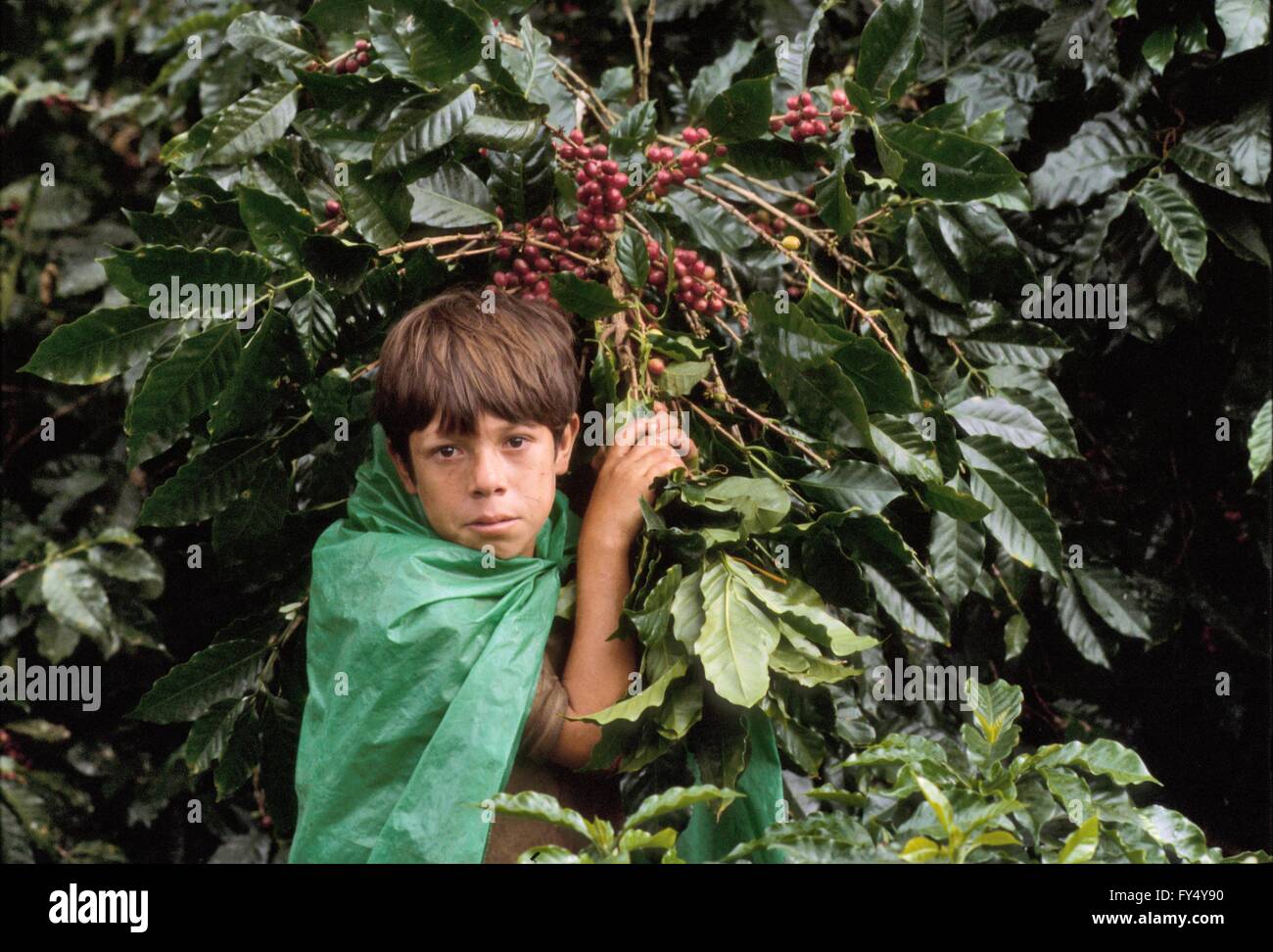 Nicaragua, Kaffeeernte in einer Plantage nördlich von Jinotega während des Bürgerkriegs (Januar 1988) Stockfoto