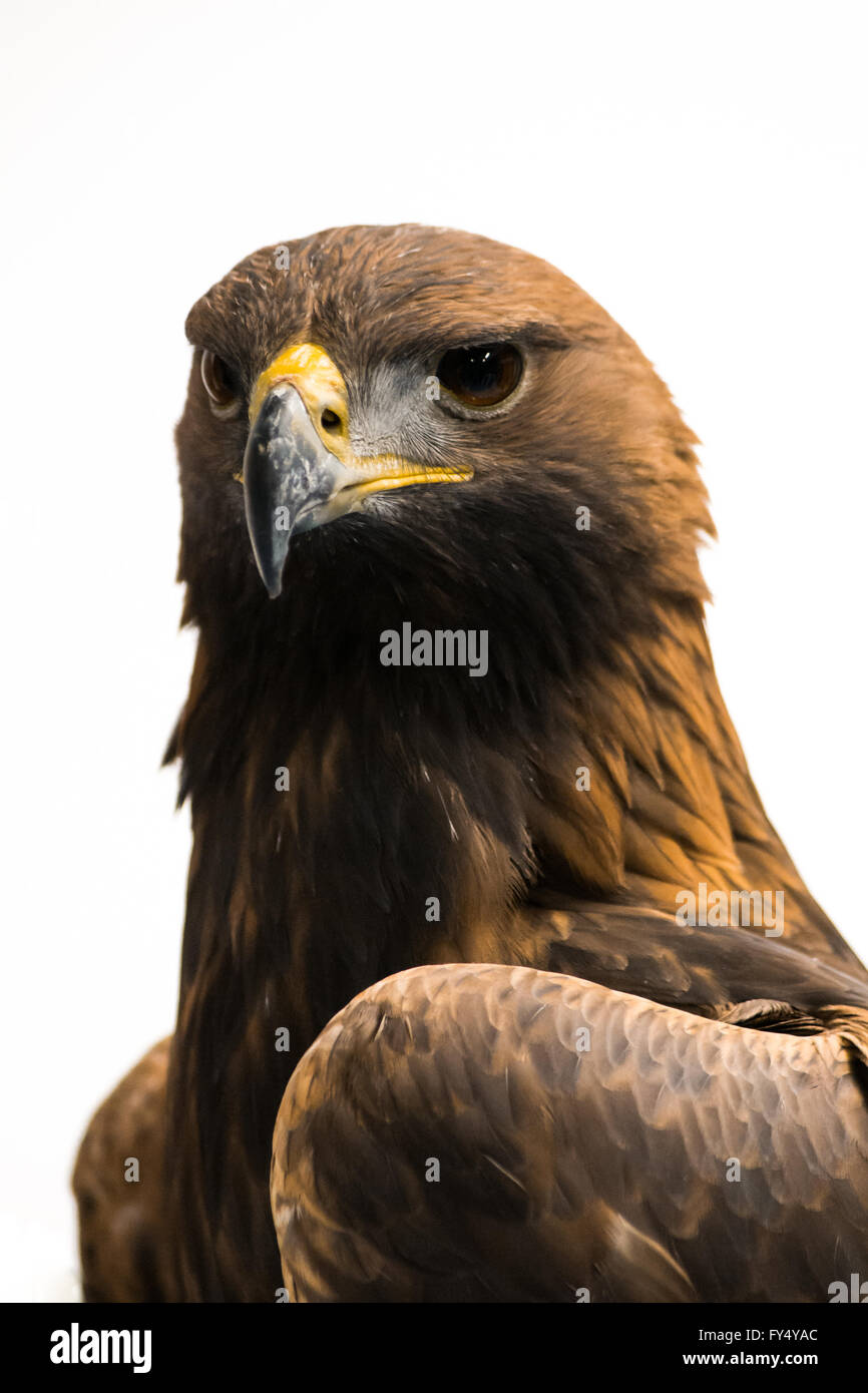 Porträt der Steinadler (Aquila Chrysaetos) Stockfoto