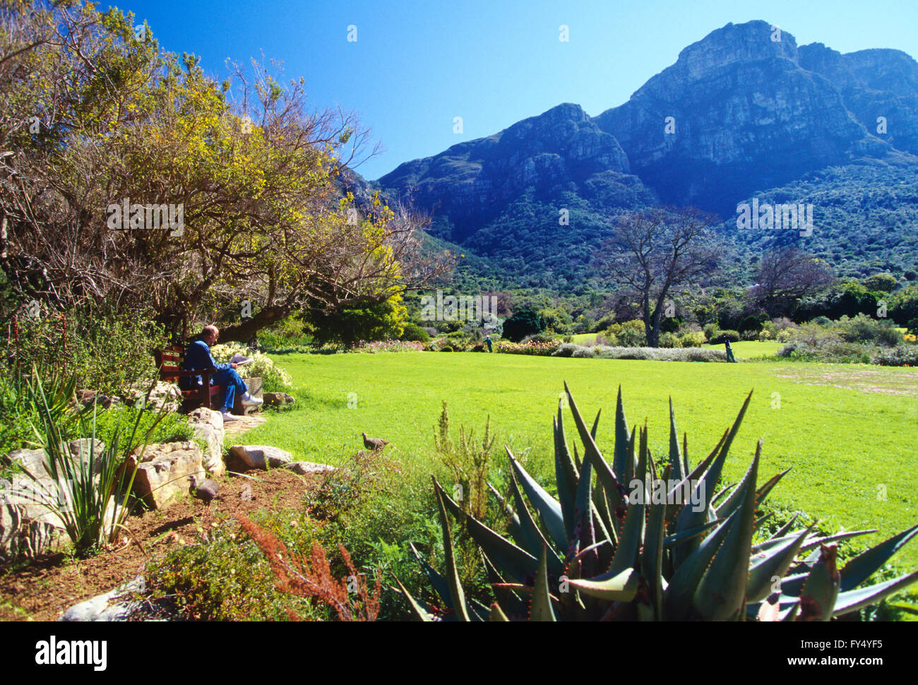 Besucher auf Bank; Kirstenbosch National Botanical Garden; außerhalb von Kapstadt; Kap-Halbinsel; Südafrika Stockfoto
