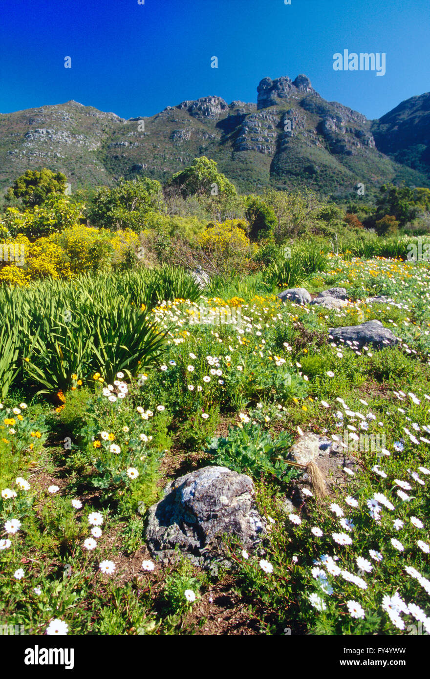 Kirstenbosch National Botanical Garden; außerhalb von Kapstadt; Kap-Halbinsel; Südafrika Stockfoto