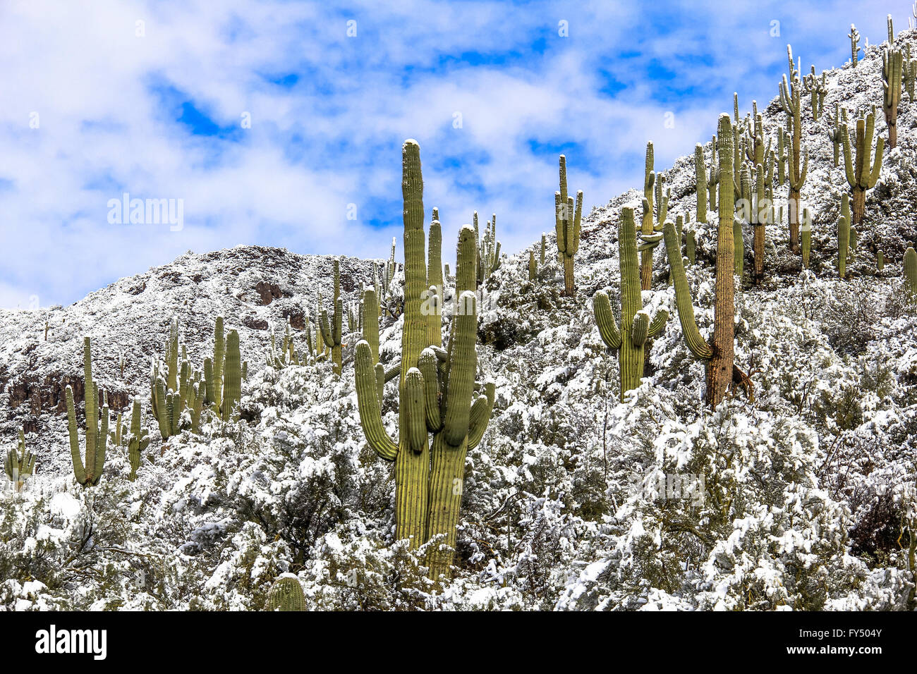 Saguaro Kaktus mit Schnee in der Wüste von Arizona Stockfoto