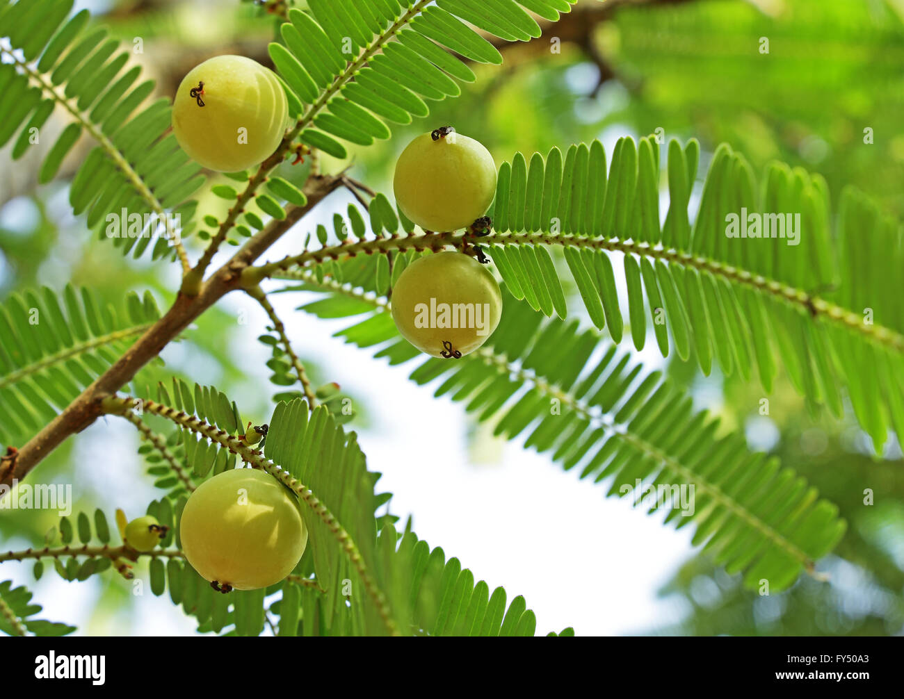 Indische Stachelbeere Phyllanthus Emblica im Baum. Auch als GwG. Ein wesentlicher Bestandteil der traditionellen indischen pflanzliche Arzneimittel Stockfoto