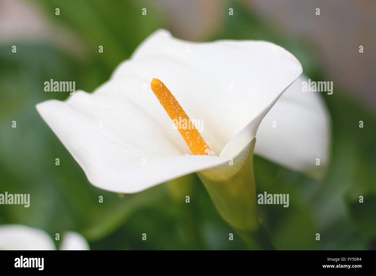 Weiße Lilly im Garten Stockfoto