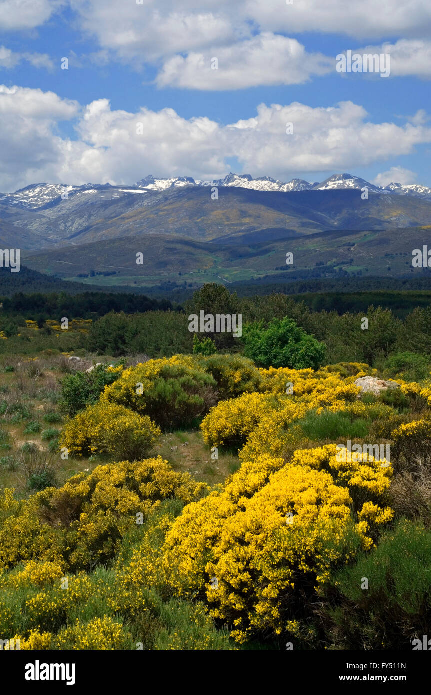 Landschaft, spanischer Ginster (Spartium Junceum) in der Sierra de Gredos, Cáceres, Spanien Stockfoto