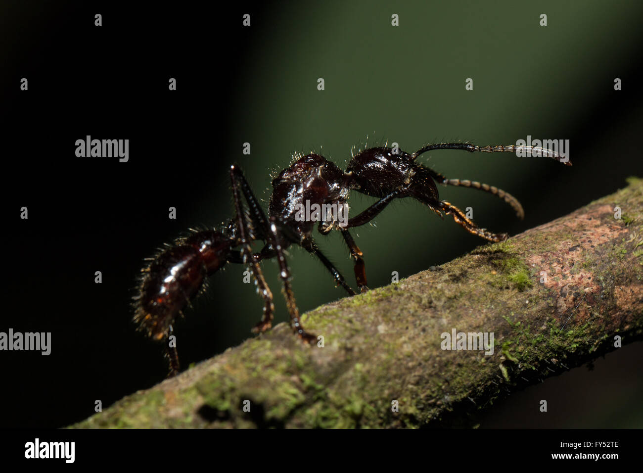 Bullet Ant - Paraponeragroße clavata Stockfoto