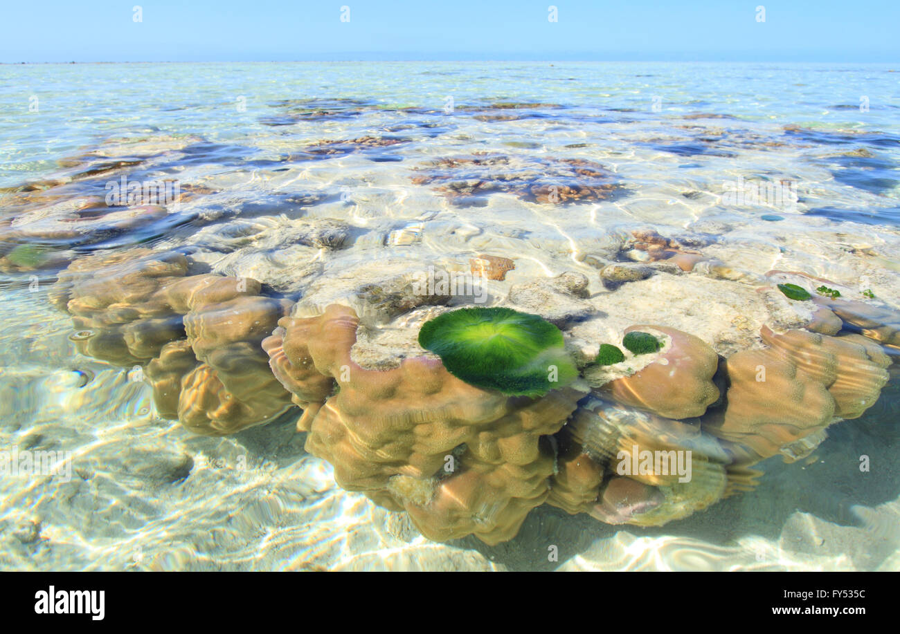 Eine Koralle Bommie oder Aufschluss mit Schildkröte grass Klumpen auf dem Riff umgeben von einer tropischen Insel vor der Küste von Australien Stockfoto