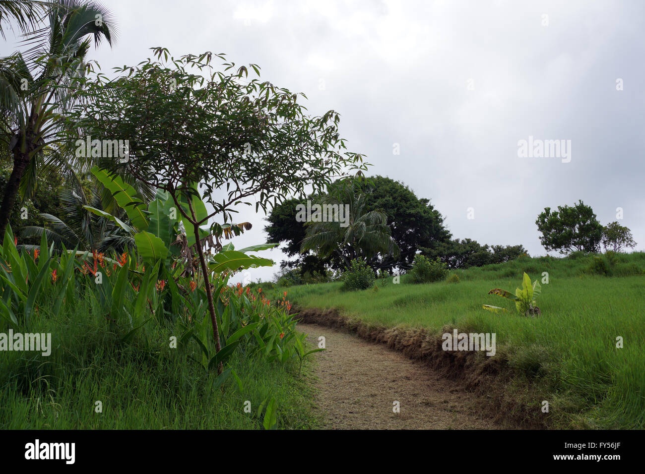 Pfad durchschneiden Grün überwucherten Rasen im Botanischen Garten auf Maui, Hawaii. Stockfoto