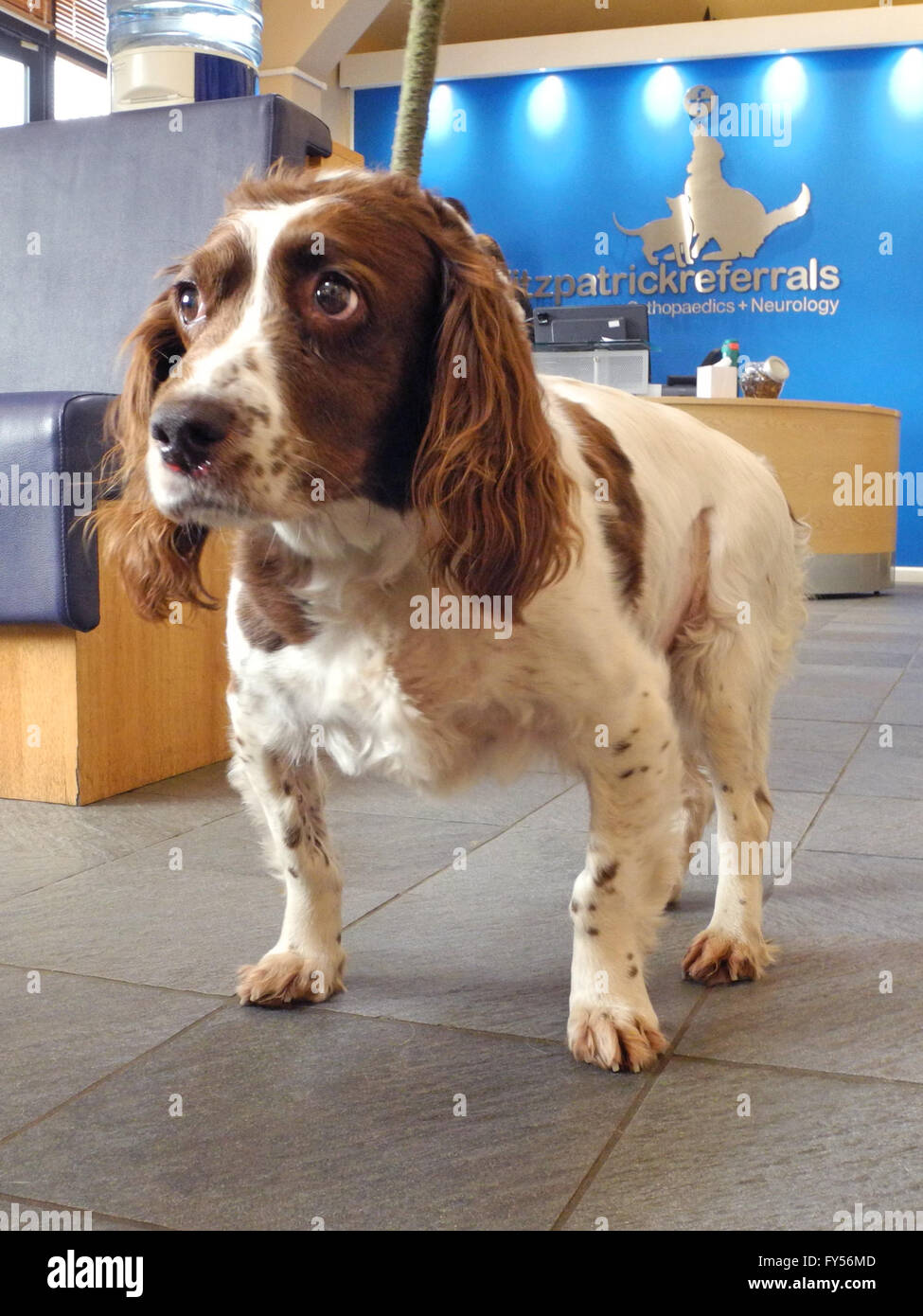 Hund an die Tierärzte. "Meg" im Fitzpatrick Verweise. Nicht glücklich!   Springer Spaniel "Meg" auf Besuch in der Tierärzte Tierärzte. Die Super Tierarzt Professor Noel Fitzpatrick Praxis in Surrey Stockfoto
