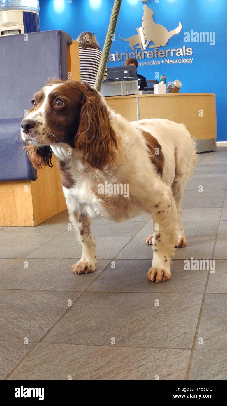 Hund an die Tierärzte. "Meg" im Fitzpatrick Verweise. Nicht glücklich!   Springer Spaniel "Meg" auf Besuch in der Tierärzte Tierärzte. Die Super Tierarzt Professor Noel Fitzpatrick Praxis in Surrey Stockfoto