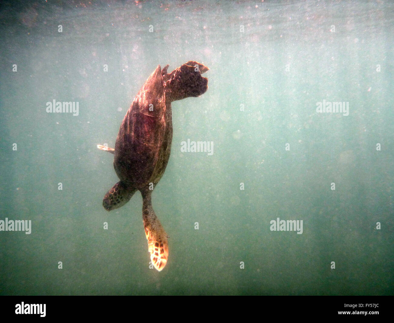 Hawaiian Sea Turtle schwimmt nach unten in den Gewässern von Waikiki auf Oahu, Hawaii. Stockfoto