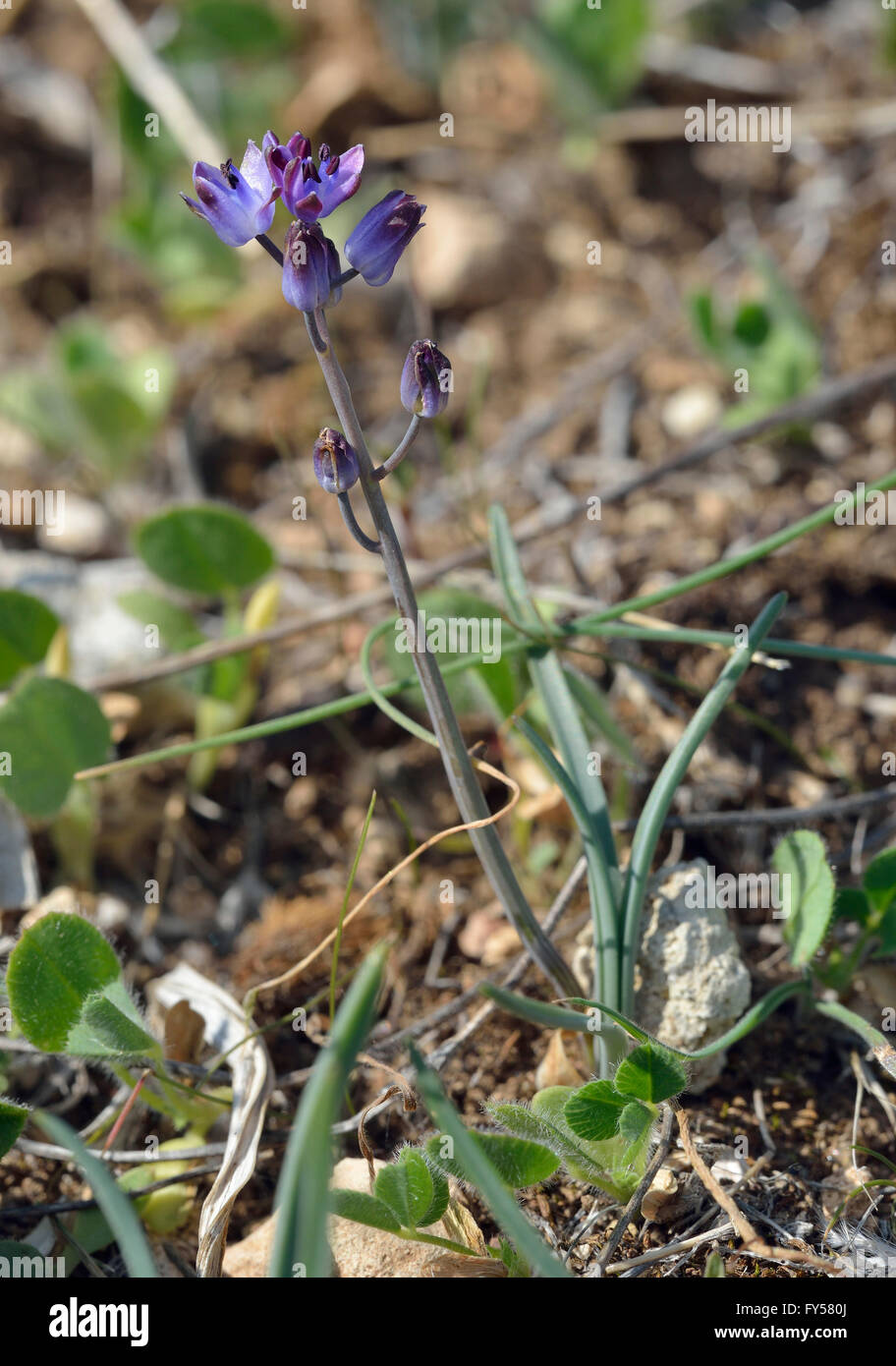Herbst-Blaustern - Scilla Autumnalis wilde Blume aus Zypern Stockfoto