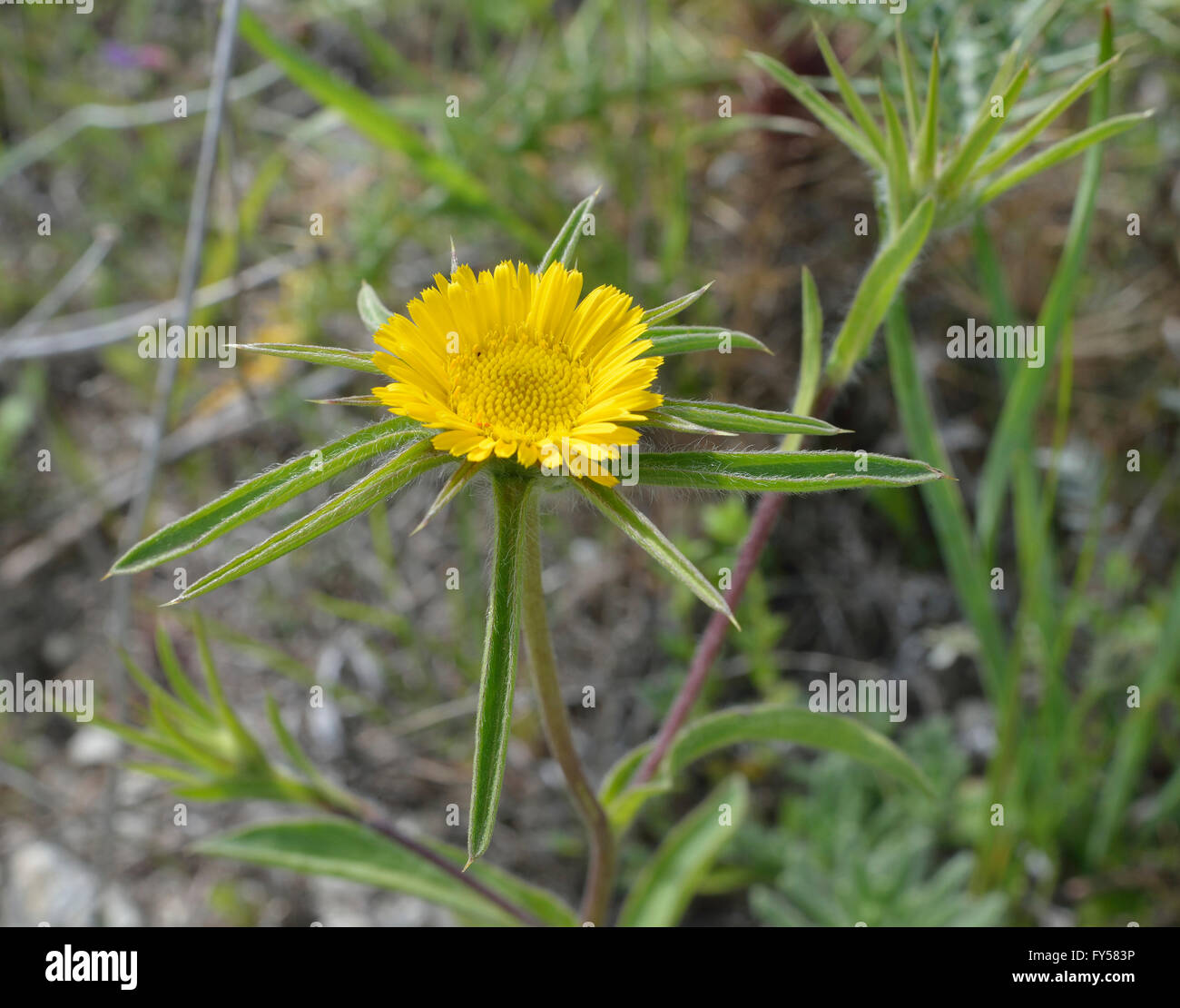 Stachelige Hahnenfußgewächse - Pallenis Spinosa Mittelmeer wilde Blume Stockfoto