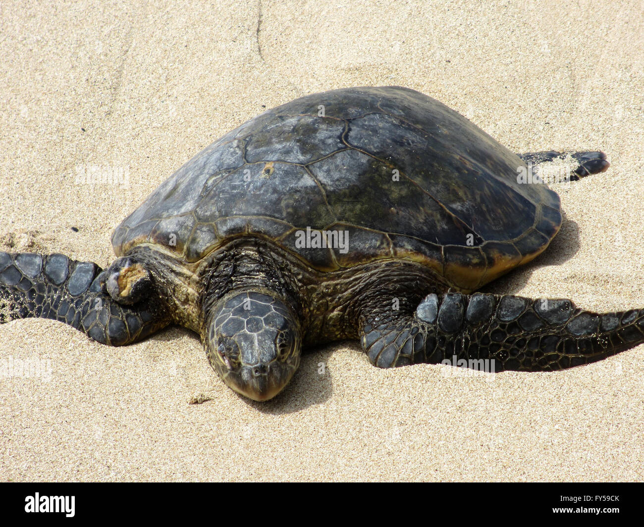 Nahaufnahme der Hawaiian Sea Turtle Rest am Strand auf der North Shore von Oahu, Hawaii. Stockfoto