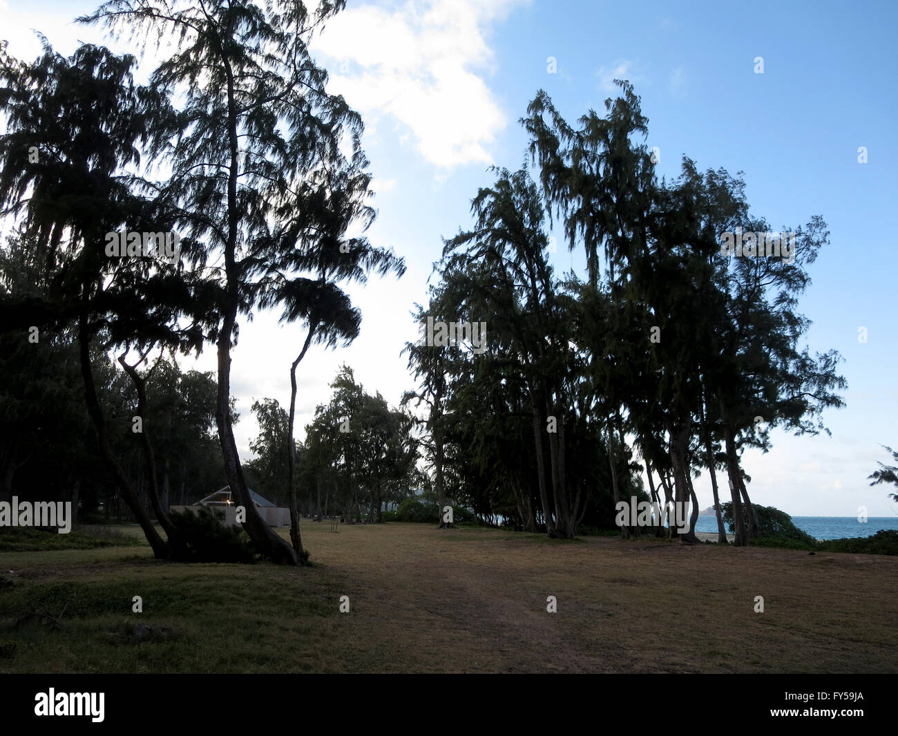 Trockenrasen mit Feldweg umgeben von Eisen Holz in Waimanalo Beach Park mit dem Strand in der Ferne. Stockfoto