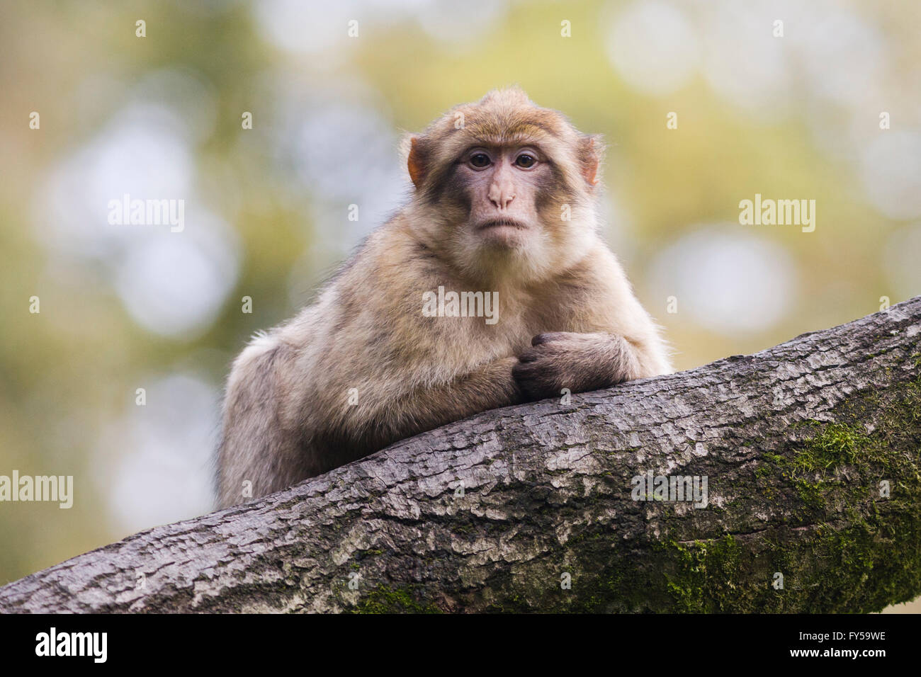 Berberaffe (Macaca Sylvanus), Affenwald, Trentham, Vereinigtes Königreich Stockfoto
