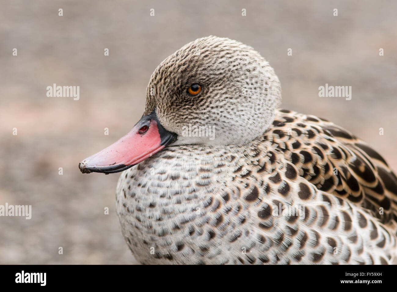 Cape Krickente (Anas Capensis), Slimbridge Wetlands Centre, Gloucestershire, Großbritannien Stockfoto