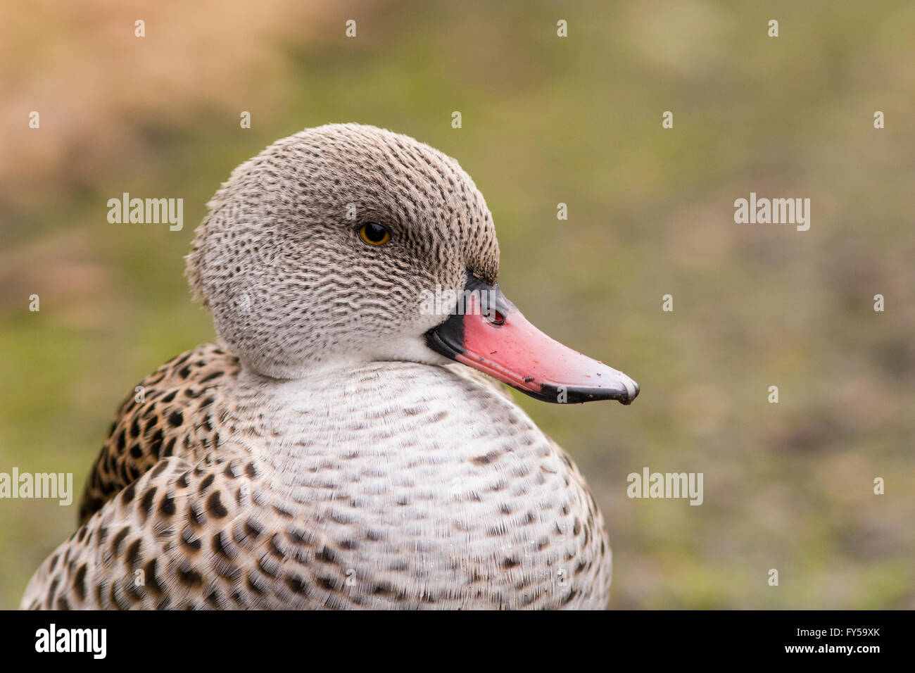 Cape Krickente (Anas Capensis), Slimbridge Wetlands Centre, Gloucestershire, Großbritannien Stockfoto