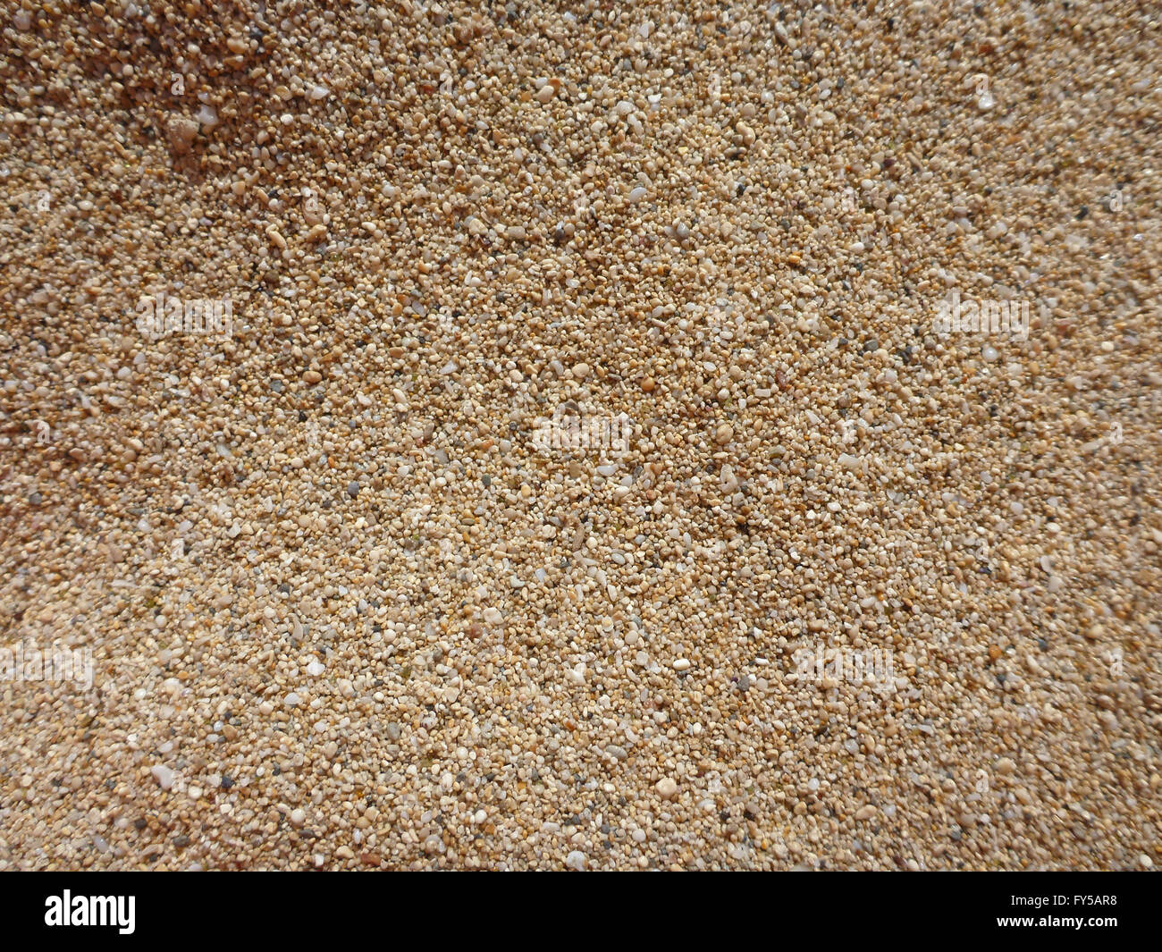 Körner von Oahu Kaimana Beach Sand und Muscheln. Stockfoto