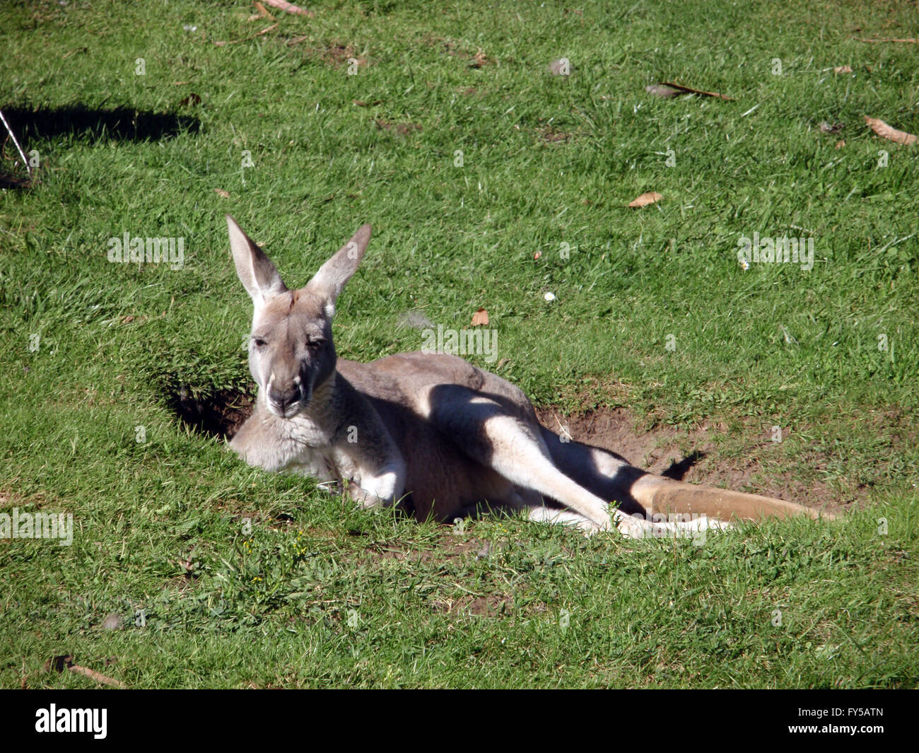 Känguru ruht in einem Loch im Zoo von San Francisco. Stockfoto