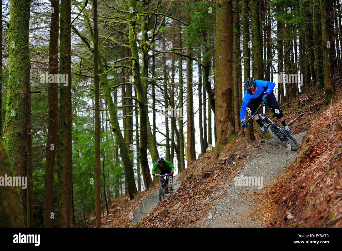 Ein Mann fährt mit dem Mountainbike auf Trails in Cardinham Woods, Cornwall. Stockfoto