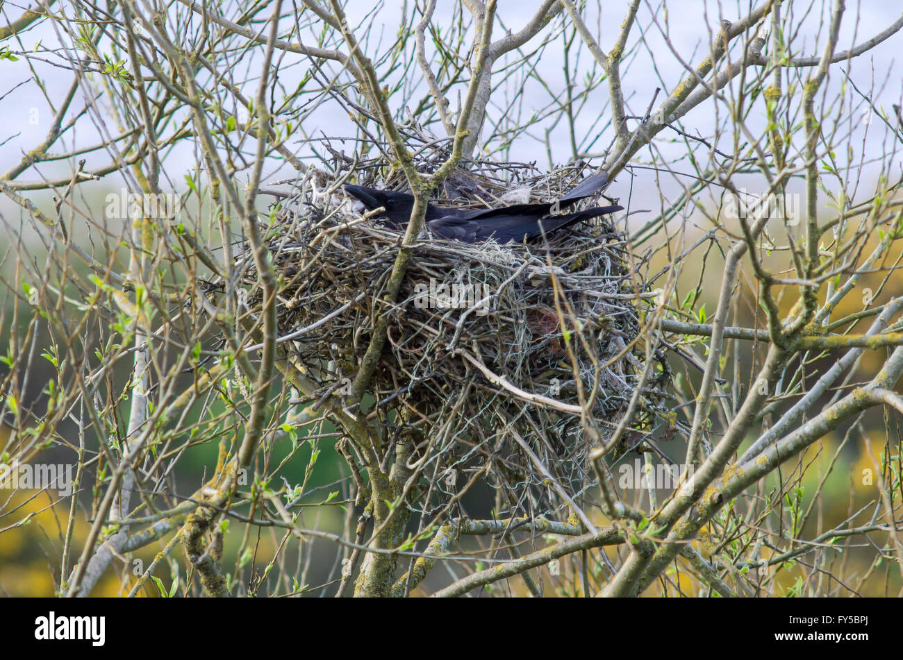 AAS-Krähe (Corvus Corone). Große schwarzer Vogel ließ sich am Nest von Stöcken in der Abenddämmerung, Einbeziehung verloren Angeln Angeln Materialien Stockfoto