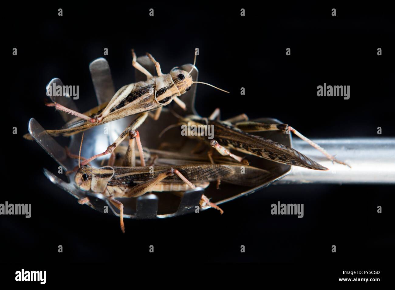 Produktion der großen Skala der essbare Insekten (Grasshopper - Locusta Migratoria) in den Niederlanden Stockfoto