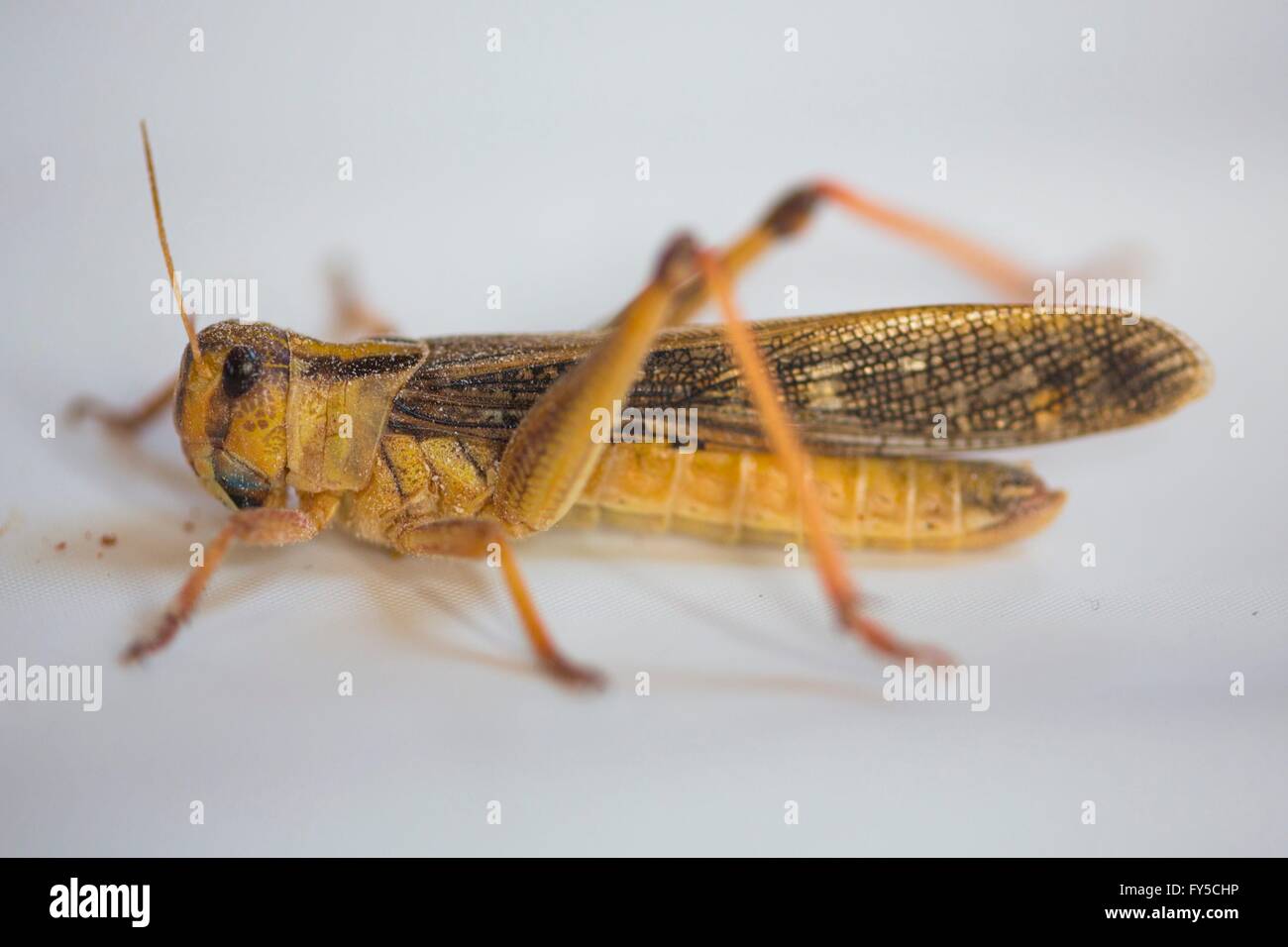 Produktion der großen Skala der essbare Insekten (Grasshopper) in den Niederlanden Stockfoto